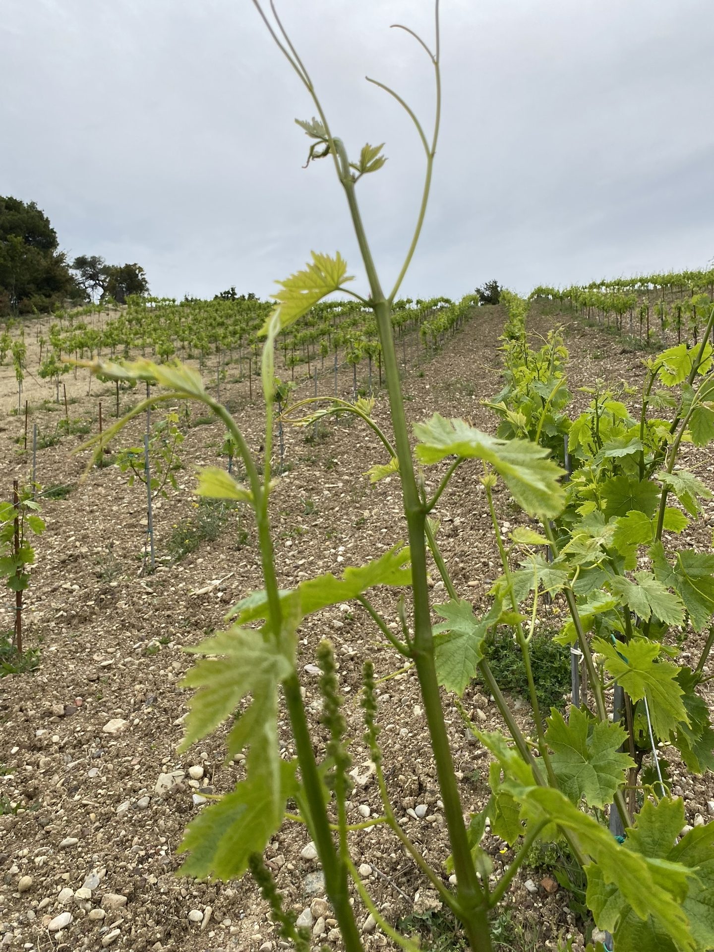 Vineyard
