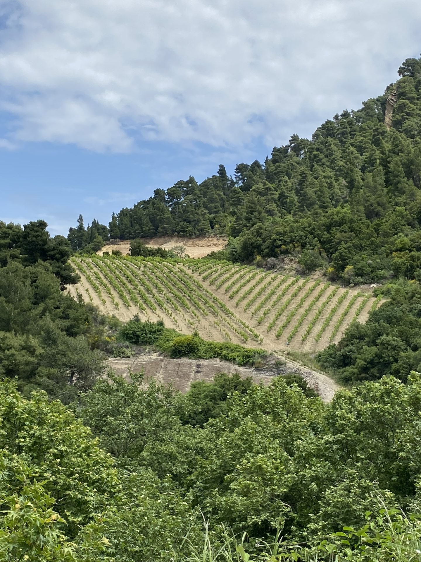 Vineyard